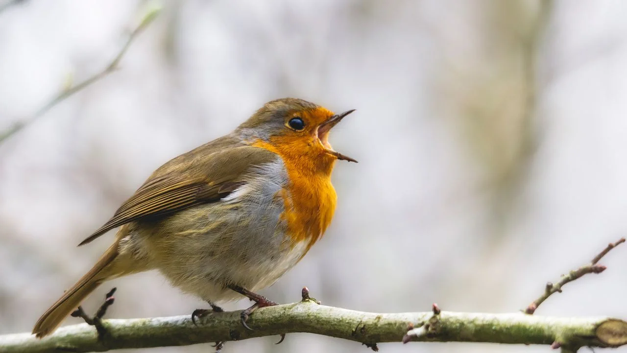 Discover the Vibrant Culture of Bird-Singing Competitions in Indonesia