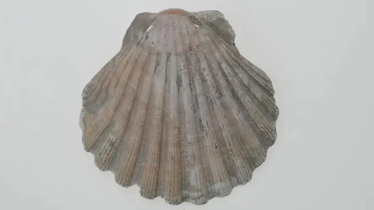 A scallop shell