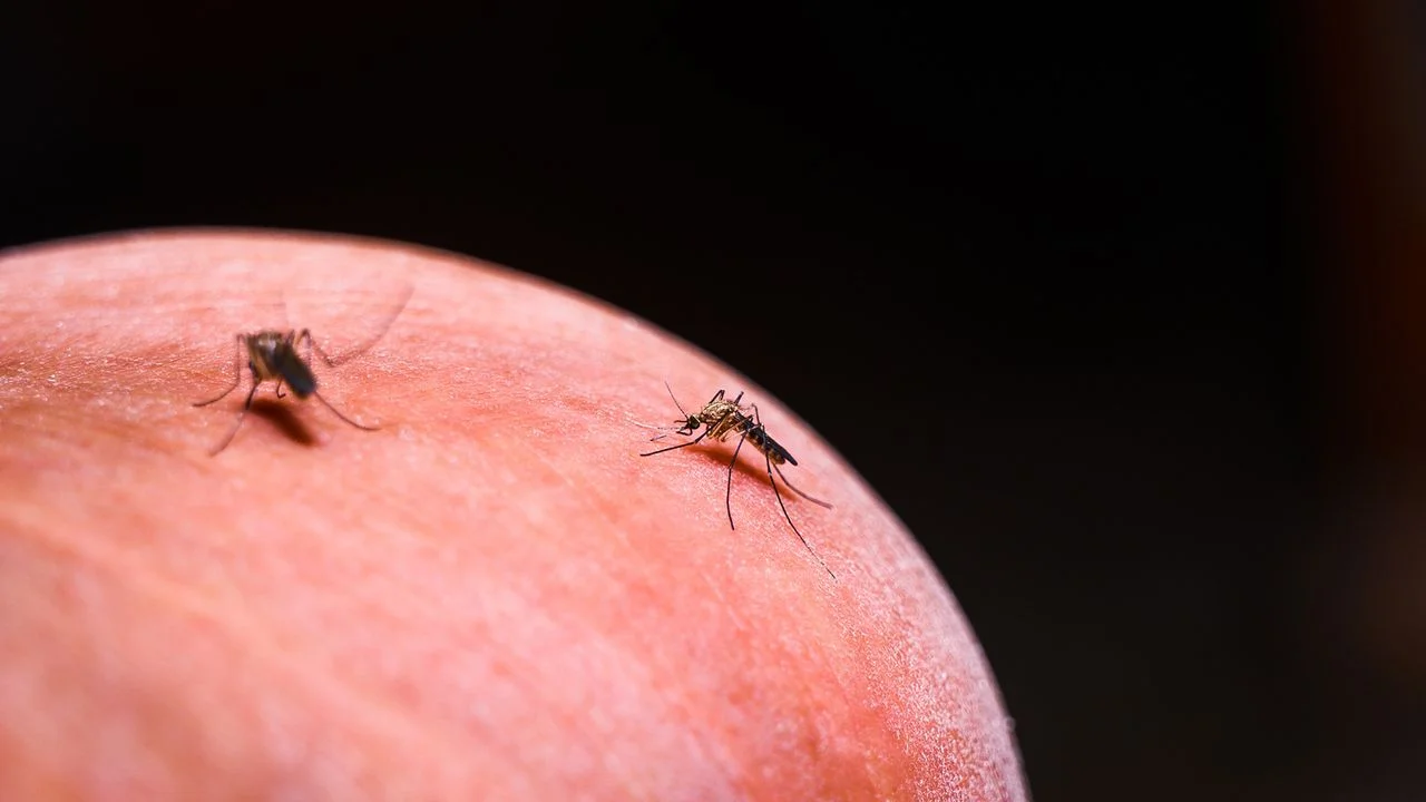 Revisiting Malaria Trends in the Brazilian Amazon: Insights from Altamira's Recent Resurgence