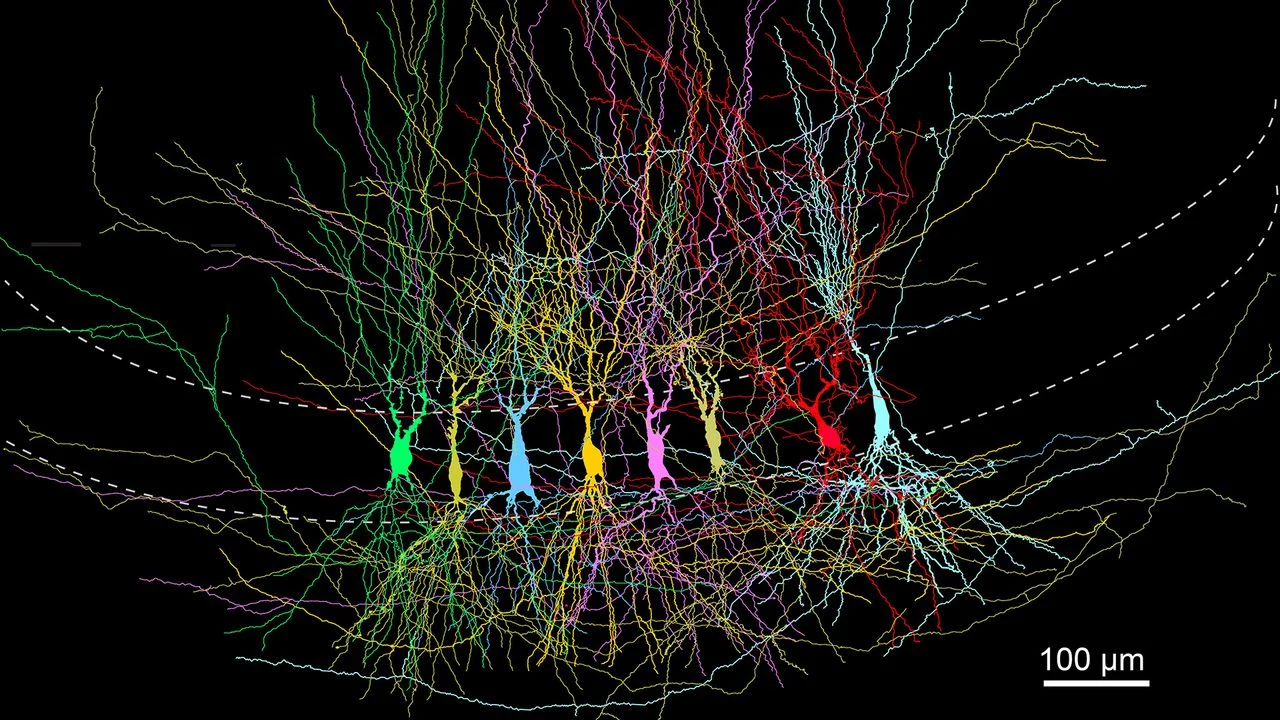 Neuroscience Uncovers the Brain's Prewired Memory Structure in Early Development
