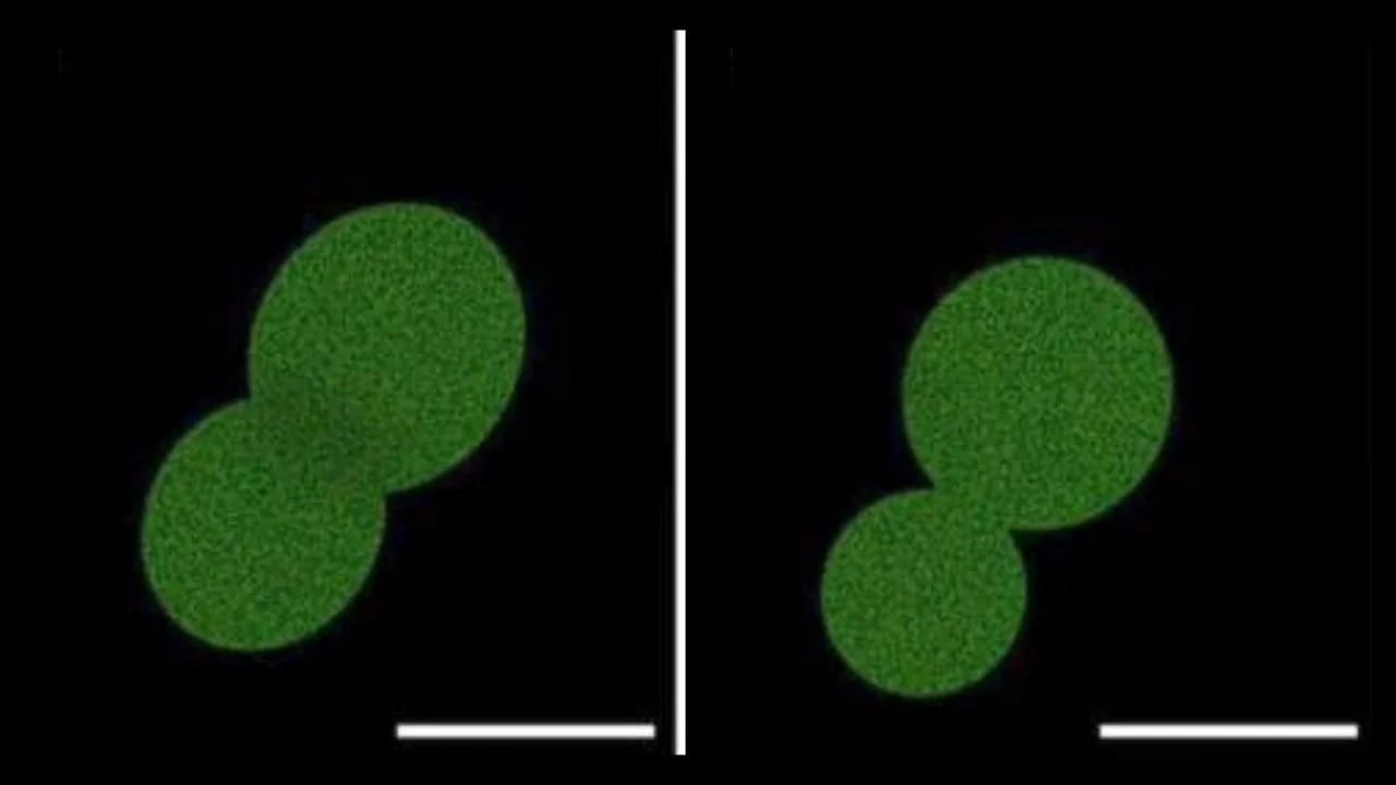 Synthetic Cell SpudCell Offers Promise for Sustainable Chemical Production