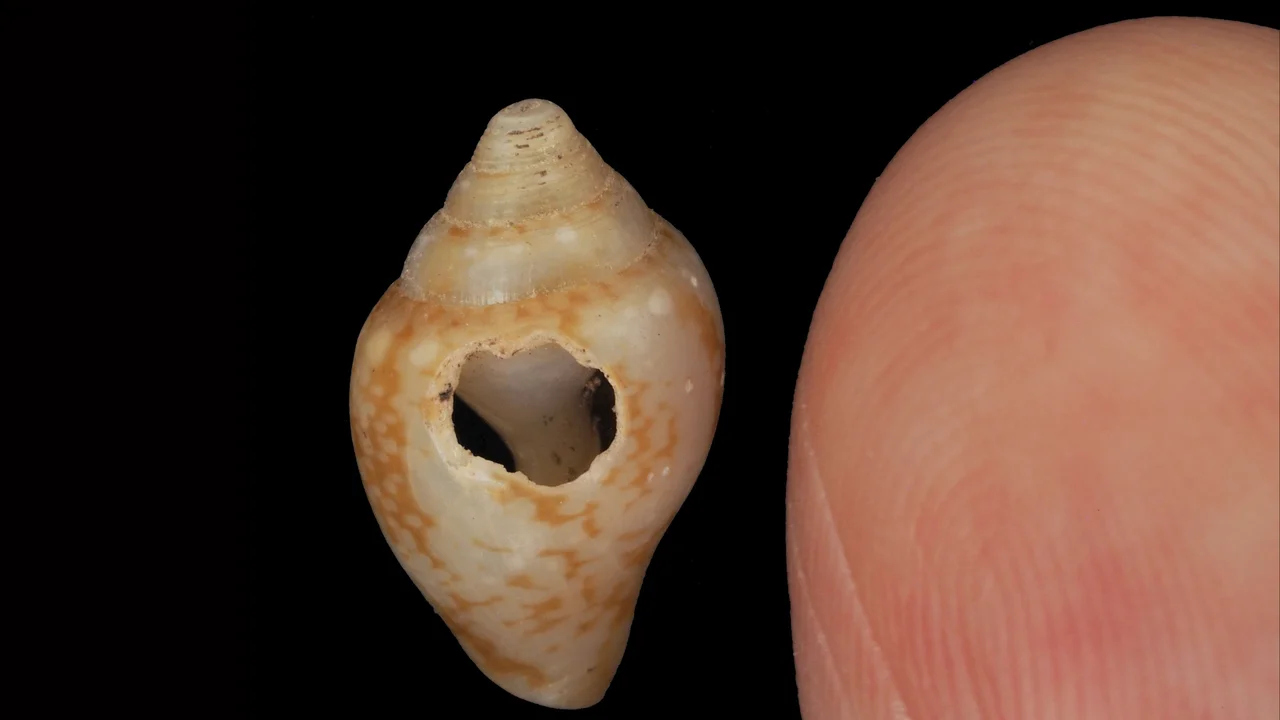 New Evidence Reveals Cultural Overlap Between Neanderthals and Modern Humans in Turkey