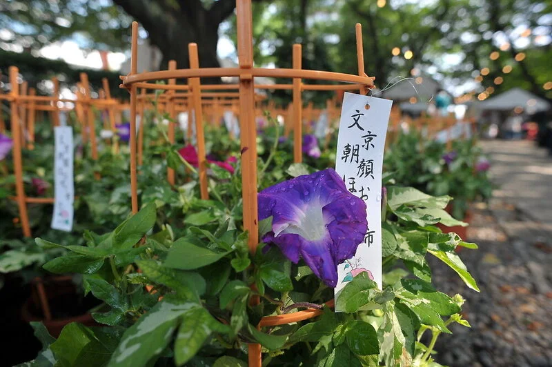 Must-See Global Events to Celebrate This Weekend