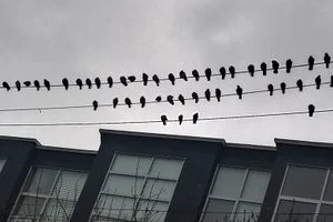 Experience the Fascinating Crow Nesting Phenomenon in Burnaby