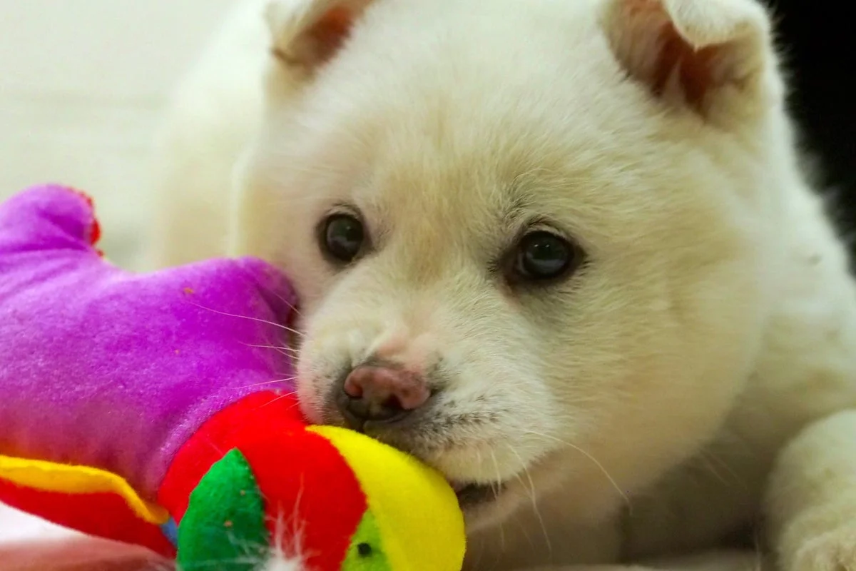 Dogs Can Exhibit Addiction-Like Behaviors Toward Toys, Study Finds