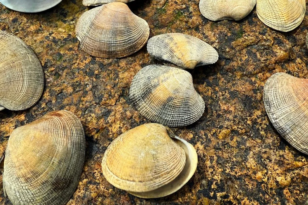 Invasive Manila Clams Detected Along U.S. Atlantic Coast: A Culinary Controversy Emerges