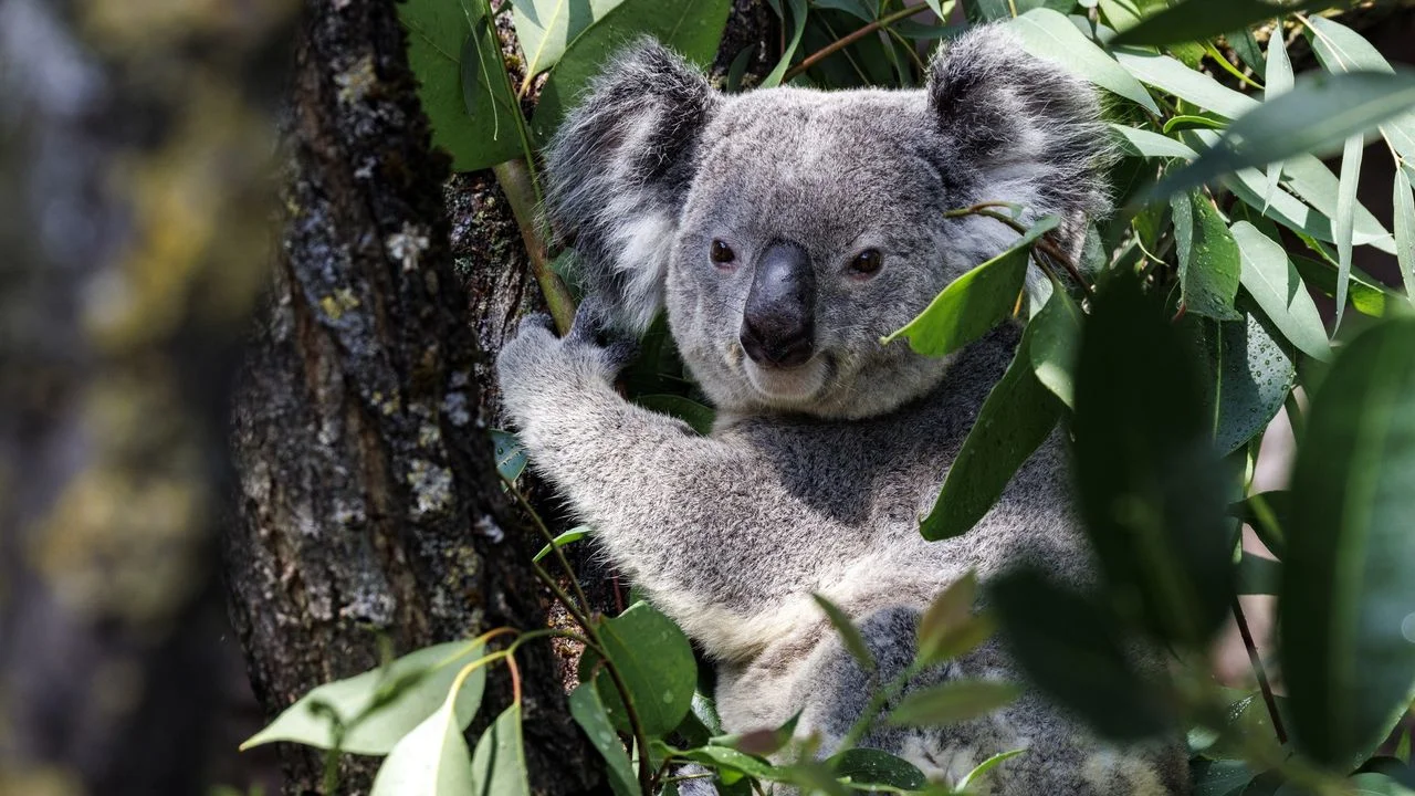 Australian Scientists Use Cryopreservation to Safeguard Koala Genetics