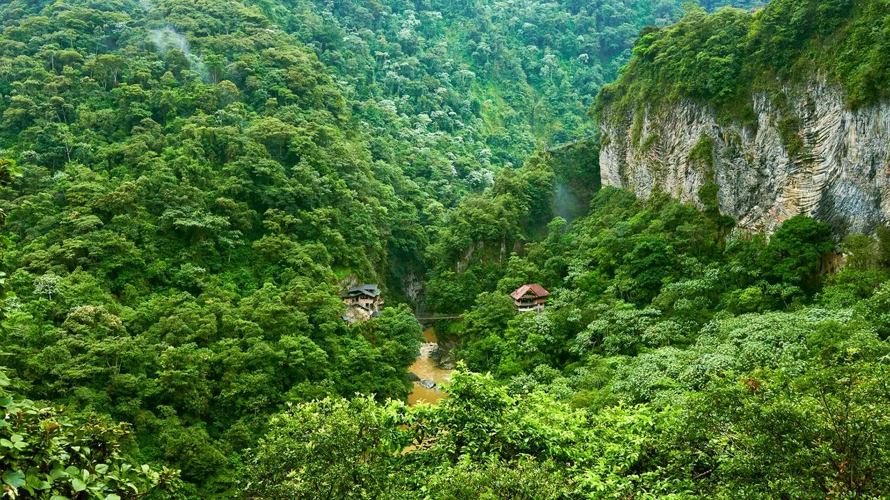 Tropical Forests at Risk: The Impact of El Niño on Carbon Absorption